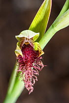 Beard orchid (Calochilus stramenicola) Wandoo woodland east of Darling Range, Western Australia. Western Australian endemic