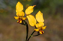Donkey orchid (Diuris littoralis) Great western Woodlandst - Goldfields, Western Australia. Western Australian endemic