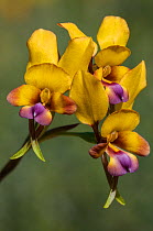 Donkey orchid (Diuris magnifica) north of Perth, Western Australia. Western Australian endemic