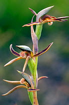Rattle Beak orchid (Lyperanthus serratus) near Donelly River - South West, Western Australia. Western Australian endemic