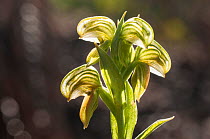 Snail orchid (Pterostylis sanguinea) Darling Range, Western Australia. Western Australian endemic