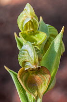 Snail orchid (Pterostylis sanguinea) Darling Range, Western Australia. Western Australian endemic