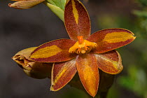 Star orchid (Thelymitra stellata) Northern Sandplains - Midwest, Western Australia. Western Australian endemic