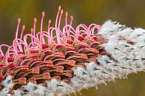 Bottlebrush grevillea (Grevillea paradoxa) northern wheatbelt, Western Australia. Western Australian endemic