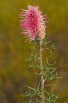 Bottlebrush grevillea (Grevillea paradoxa) northern wheatbelt, Western Australia. Western Australian endemic