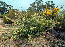Grevillea (Grevillea uniformis), in sandplains habitat, Western Australia. Endemic.