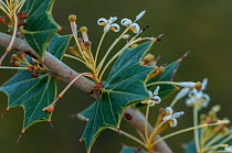 Grevillea (Grevillea uniformis) flowers, Western Australia, endemic.