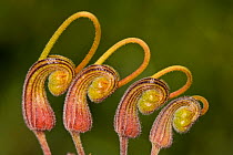 Fuchsia grevillea (Grevillea bipinnatifida ), flower, Darling range, Western Australian endemic, Western Australia.