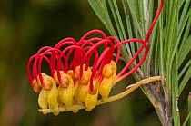 Red combs (Grevillea concinna), flower, Western Australian endemic, Western Australia.