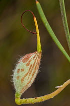 Red combs (Grevillea concinna) seed pod, Western Australia, Western Australian endemic.