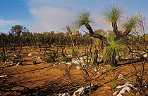 Tall heathland, with a grass tree (Xanthorrhoea) in the foreground, regenerating after bushfire - Neerabup National Park, Perth Region, Western Australia. June 2000.
