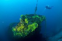 Rebreather diver exploring the wreck of the Italian tugboat Ursus which sank on 31 January 1941, covered with yellow sponges (Aplysina cavernicola), near Stoncica lighthouse, Vis Island, Croatia, Adri...