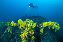 Rebreather diver exploring the stern of the Italian tugboat Ursus which sank on 31 January 1941, covered with yellow sponges (Aplysina cavernicola), near Stoncica lighthouse, Vis Island, Croatia, Adri...
