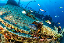 Conger eel, (Conger conger) on Teti shipwreck which sank on a stormy night on 23 May 1930, Komiza, Vis Island, Croatia, Adriatic Sea. .