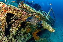 Moray eel (Muraena helena) swimming away from Teti shipwreck which sank in a sorm on 23 May 1930, Komiza, Vis Island, Croatia, Adriatic Sea. July