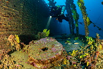 Rebreather diver exploring the sunken Brioni steam passenger/cargo ship, which sank in February 1930, with yellow sponges (Aplysina cavernicola), south-eastern coast of Vis Island, Croatia, Adriatic S...