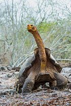 Espanola saddelback tortoise (Chelonoidis hoodensis), Espanola Island, Espanola Island, Galapagos.