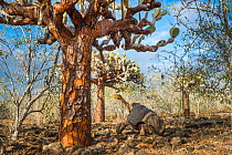Espanola saddelback tortoise (Chelonoidis hoodensis) walking through Tree prickly pears (Opuntia echios) Espanola Island, Galapagos.