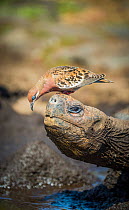 Galapagos dove (Zenadia galapagensis) on head of Galapagos giant tortoise, (Chelonoidis darwini) Santiago Highlands, Galapagos.