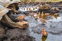 Galapagos dove (Zenadia galapagensis) flock at puddle, with one on head of Galapagos giant tortoise, (Chelonoidis darwini) Santiago Highlands, Galapagos.