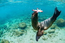Galapagos sea lion (Zalophus wollebaeki) hunting, Champion Islet, Floreana Island, Galapagos.