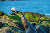 Galapagos sea lion (Zalophus wollebaeki) playing with puffer fish, Mosquera Islet, Galapagos.