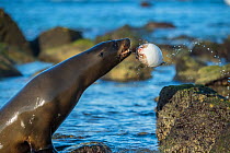 Galapagos sea lion (Zalophus wollebaeki) playing with pufferfish, Mosquera Islet, Galapagos.