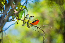 Galapagos vermilion flycatcher (Pyrocephalus nanus) male perched with fledglings, Alcedo Volcano, Isabela Island, Galapagos.