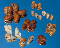Historical collection of Land snails.Galapagos.