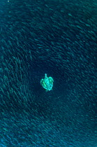 Green turtle (Chelonia mydas) swimming with shoal of striped salemas, Kicker Rock, San Cristobal Island, Galapagos.