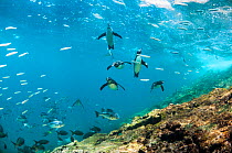 Galapagos penguins (Spheniscus mendiculus) underwater with shoal of fish, Tagus Cove, Isabela Island, Galapagos,