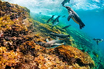 Galapagos penguins (Spheniscus mendiculus) swimming underwater, Tagus Cove, Isabela Island, Galapagos,