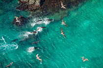 Aerial view of Galapagos sea lion group (Zalophus wollebaeki) swimming with Brown pelicans (Pelecanus occidentalis) followng them to hunt and scavenge. Bainbrdige Crater, near Santiago Island, Galapag...