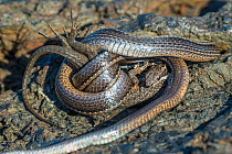 Racer snake (Pseudalsophis biserialis) feeding on lava lizard, Puerto Pajas, Isabela Island, Galapagos.