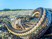 Galapagos racer snake (Pseudalsophis biserialis) feeding on marine iguana hatchling, Cape Douglas, Fernandina Island, Galapagos.