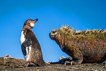 Galapagos penguins (Spheniscus mendiculus) with Marine iguana (Amblyrhynchus cristatus) Punta Moreno, Isabela Island, Galapagos,