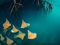 Golden cownose rays (Rhinoptera steindachneri) swimming near mangrove roots, Elizabeth Bay, Isabela Island, Galapagos.