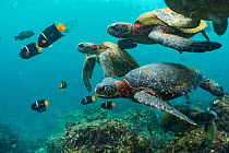 Green turtles (Chelonia mydas) swimming with angelfish, Punta Vicente Roca, Isabela Island, Galapagos.