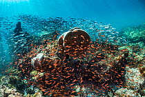 Coral heads surrounded by Blacktip cardinalfish (Apogon atradorsatus)and juvenile salemas (Xenocys jessiae), Rabida Island, Galapagos.