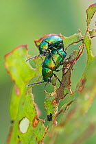 Flea beetles (Altica Sp) mating pair, Sutcliffe Park Nature Reserve, Eltham, London, England, UK, April.