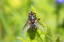 Tachinid parasitic fly (Blepharipa pratensis) Rare species, new to London area. Beverley Court Gardens, Lewisham, London, England, UK, May.