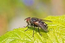 Tachinid parasitic fly (Blepharipa pratensis) Rare species, new to London area Beverley Court Gardens, Lewisham, London, England, UK. May.