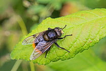 Bumblebee mimic hoverfly (Volucella bombylans) male, mimics Red-tailed bumblebee, Bombus lapidarius Sutcliffe Park Nature Reserve, Eltham, London, England, UK. June.