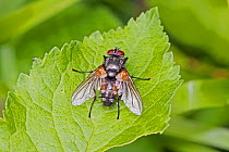 Tachinid parasitic fly (Thelaira nigripes) Sutcliffe Park Nature Reserve, Eltham, London, England, UK, June.