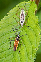 Meadow plant bugs (Leptopterna dolabrata) pair with male below, Sutcliffe Park Nature Reserve, Eltham2, London, England, UK, June.