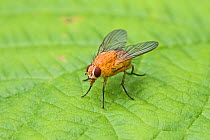 Orange muscid fly (Phaonia pallida) female, Hutchinson&#39;s Bank, New Addington, London, England, UK. June.