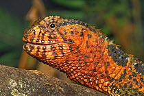 Chinese crocodile lizard (Shinisaurus crocodilurus) occurs in Southern China and Northern Vietnam. Captive.