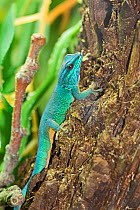 Williams&#39; / Turquoise dwarf gecko (Lygodactylus williamsi) male, Kimboza and Ruvu forest reserves, Tanzania, Critically Endangered . Captive.