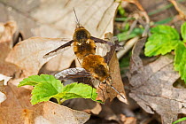 Dark-edged bee-flies (Bombylius major) mating pair on leaf litter, Brockley Cemetery, Lewisham, London, England, UK. March.