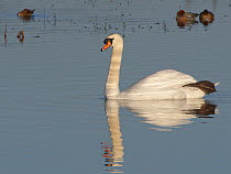 Mute swan (Cygnus olor) cob swimming on flooded pastureland with one foot stretched out, Catcott Lows National Nature Reserve, Somerset, UK, January.